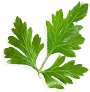 parsley